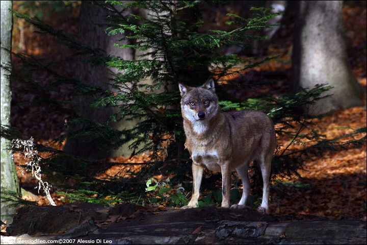 Lupo - [Canis lupus] - Tier-Freigelände I Bayerischer Wald