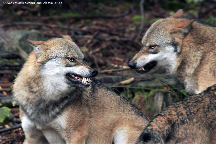 Scaramucce nel branco dei lupi - Tier-Freigelände II Bayerischer Wald