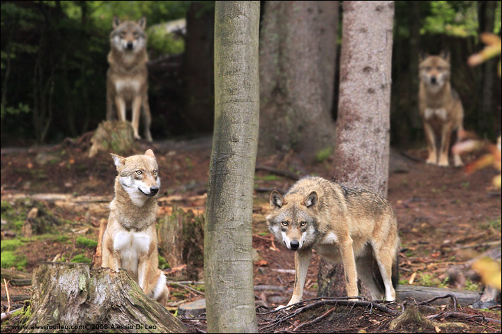 Lupi - [Canis lupus] - Tier-Freigelände II Bayerischer Wald