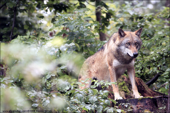 Lupo - [Canis lupus] - Tier-Freigelände II Bayerischer Wald