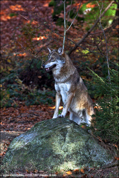 Lupo - [Canis lupus] - Tier-Freigelände I Bayerischer Wald