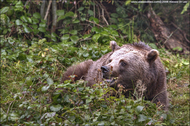 Orso bruno - [Ursus arctos] - Tier-Freigelände I Bayerischer Wald