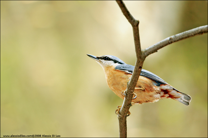 Picchio muratore - [Sitta europaea] - Tier-Freigelände I Bayerischer Wald