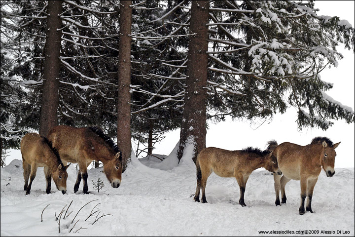 Cavallo di Przewalski [Equus przewalskii] - Tier-Freigelände II Bayerischer Wald