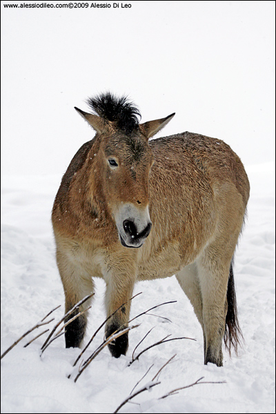 Cavallo di Przewalski [Equus przewalskii] - Tier-Freigelände II Bayerischer Wald