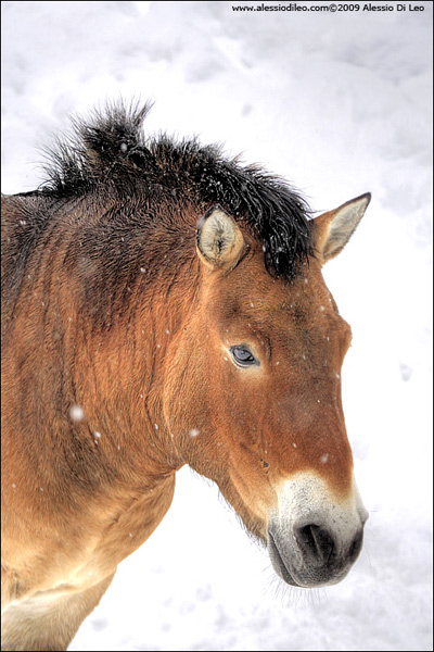 Cavallo di Przewalski [Equus przewalskii] - Tier-Freigelände II Bayerischer Wald