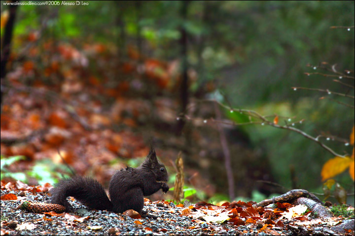 Scoiattolo rosso - [Sciurus vulgaris] - Tier-Freigelände I Bayerischer Wald