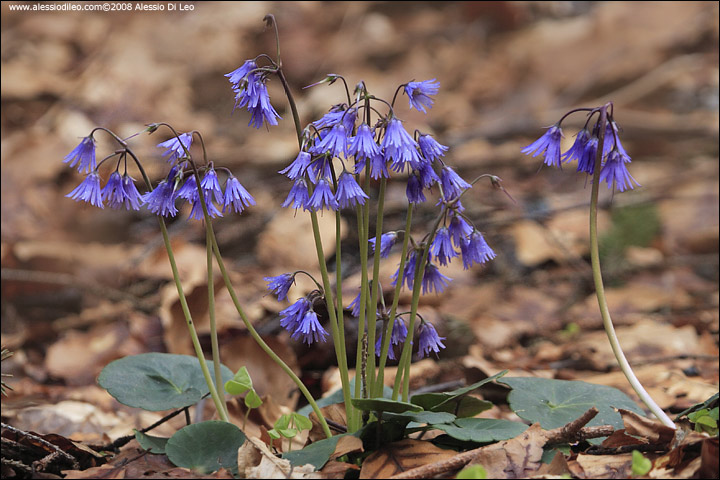 Soldanella alpina - Tier-Freigelände I Bayerischer Wald