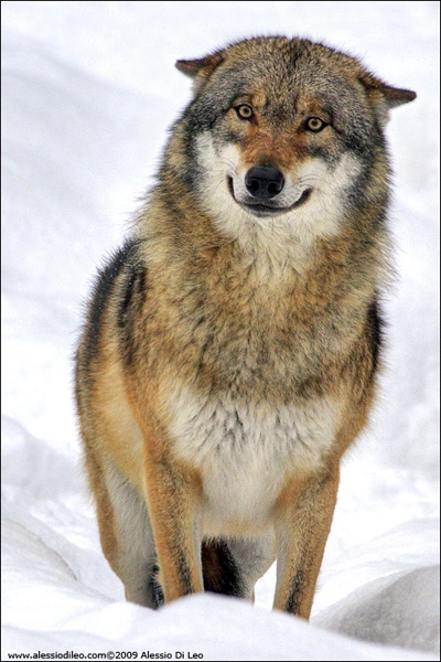 Lupo - [Canis lupus] - Tier-Freigelände I Bayerischer Wald