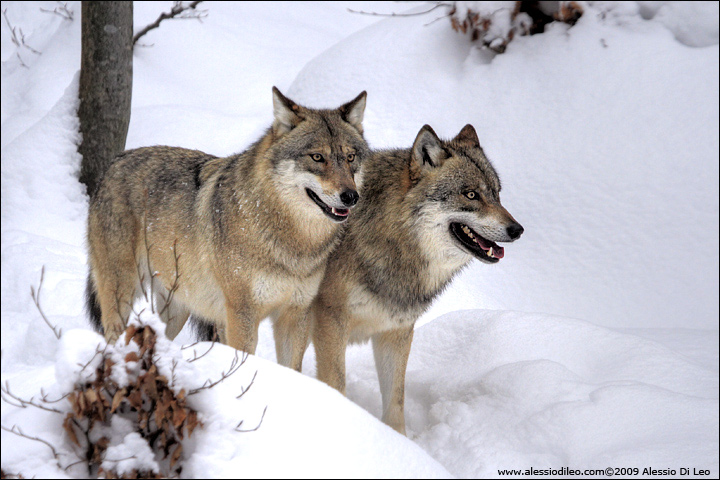 Lupi - [Canis lupus] - Tier-Freigelände I Bayerischer Wald