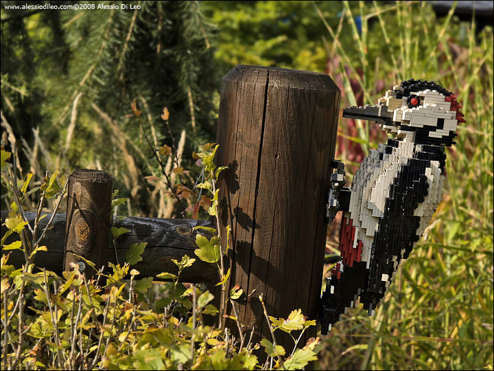 Picchio rosso - Legoland