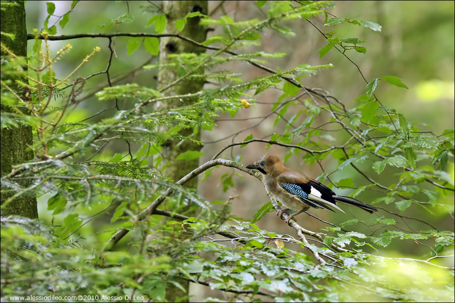 Ghiandaia [Garrulus glandarius]