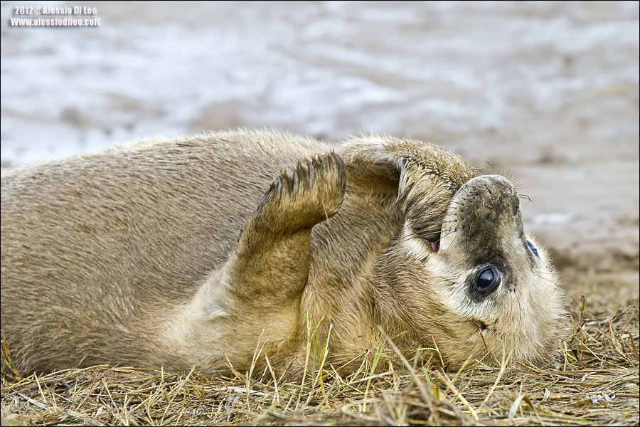 Foca grigia [Halichoerus grypus] 