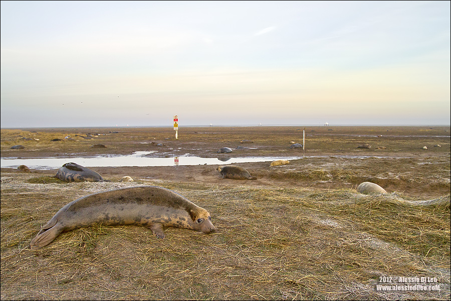 Donna Nook