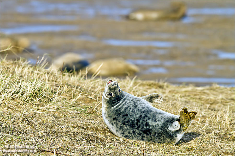 Foca grigia [Halichoerus grypus] 