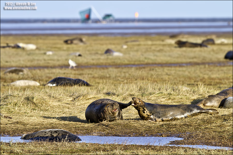 Foca grigia [Halichoerus grypus] 