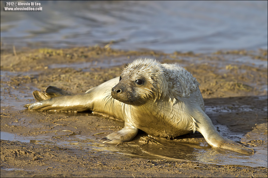 Foca grigia [Halichoerus grypus] 