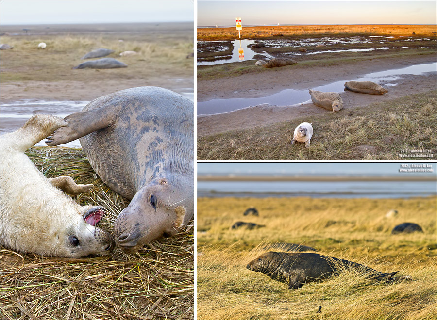 Donna Nook