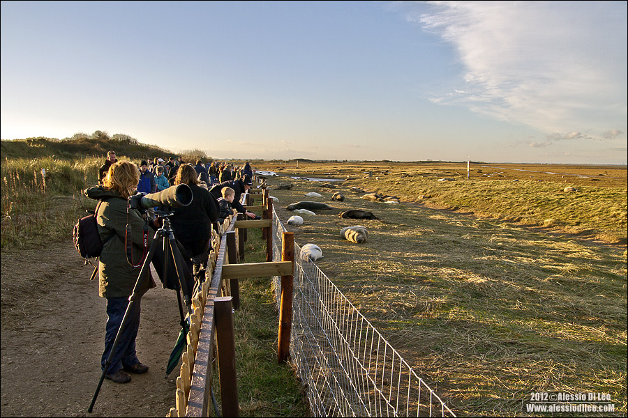 Donna Nook