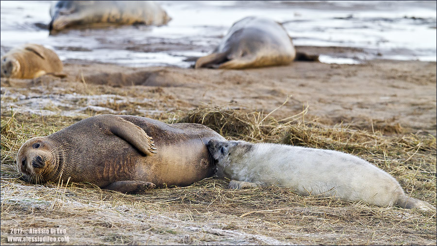 Foca grigia [Halichoerus grypus] 