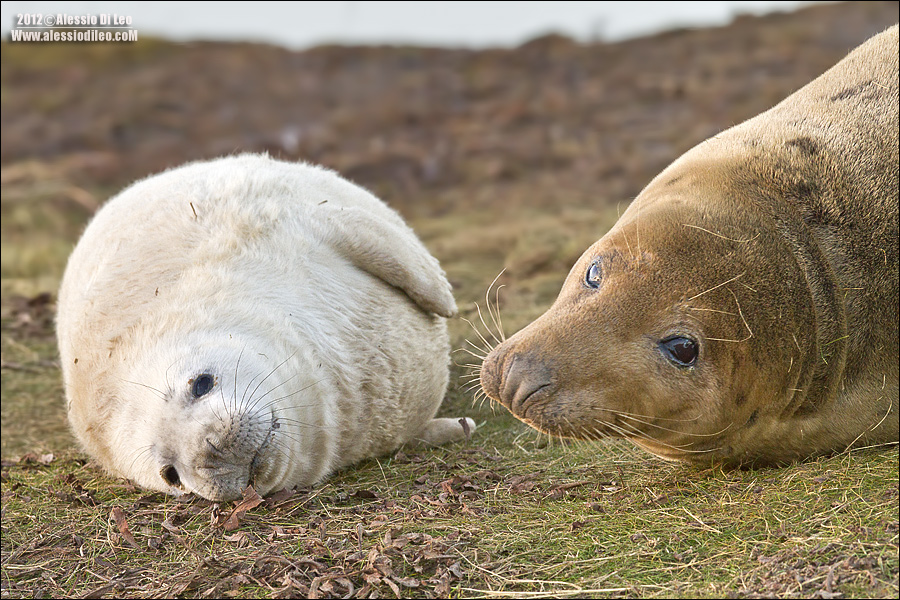 Foca grigia [Halichoerus grypus] 