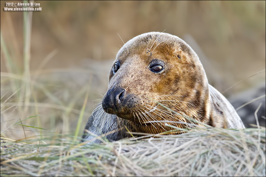 Foca grigia [Halichoerus grypus] 