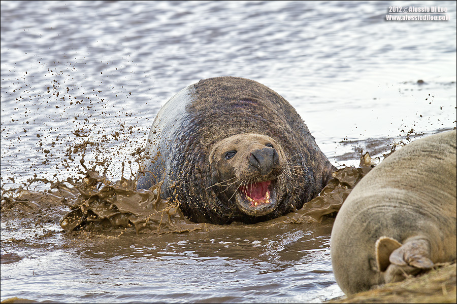 Foca grigia [Halichoerus grypus] 