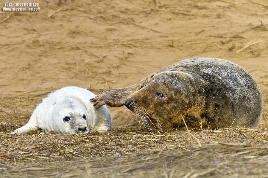 Foca grigia [Halichoerus grypus] 