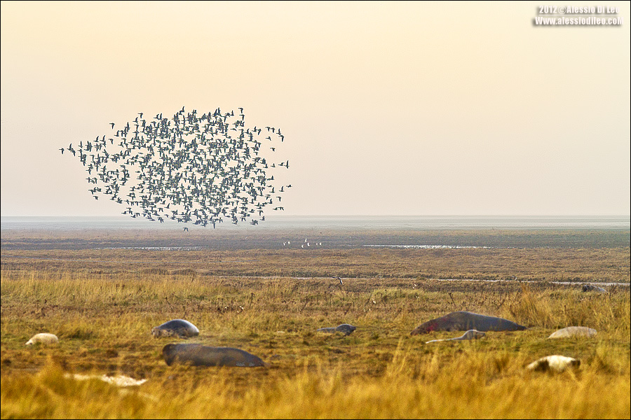 Donna Nook