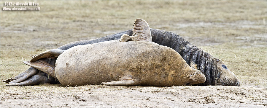 Foca grigia [Halichoerus grypus] 