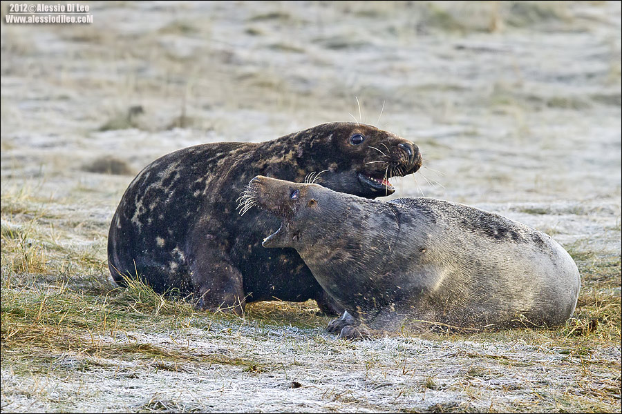 Foca grigia [Halichoerus grypus] 