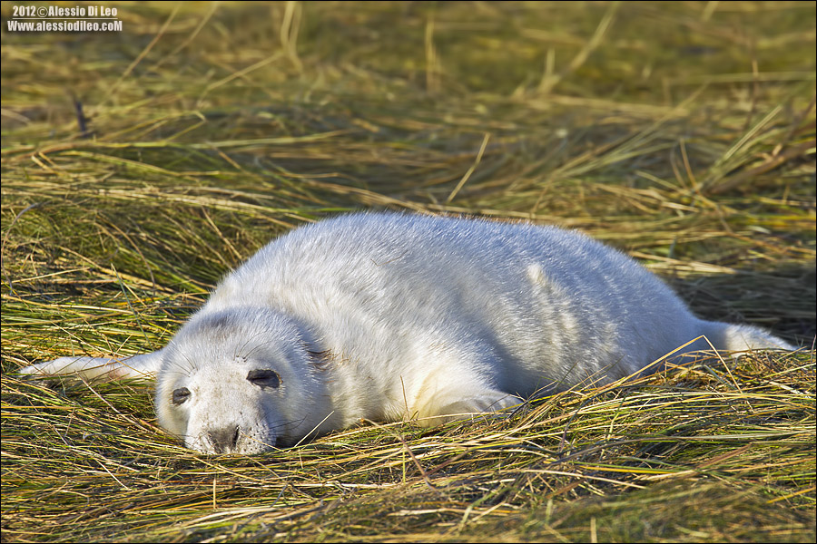 Foca grigia [Halichoerus grypus] 