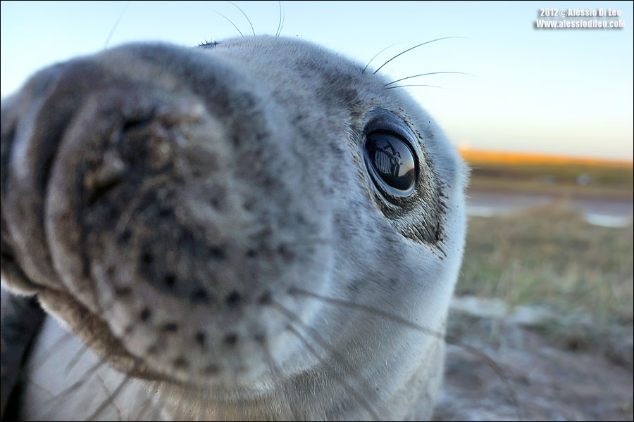 Foca grigia [Halichoerus grypus] 