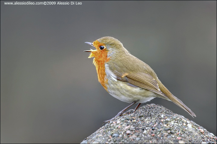 Pettirosso [Erithacus rebecula]