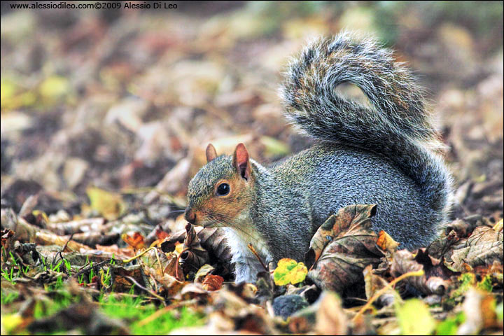 Scoiattolo grigio (Sciurus carolinensis)