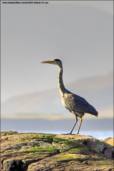 Airone cinerino [Ardea cinerea]