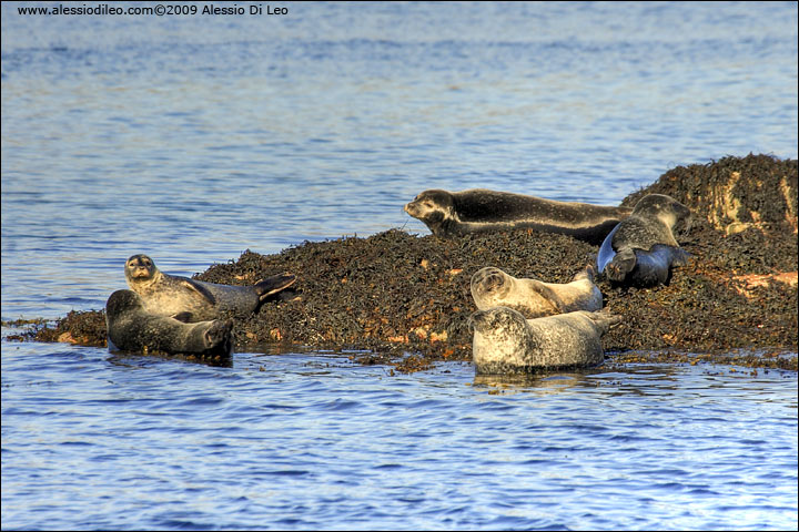 Foca comune [Phoca vitulina]