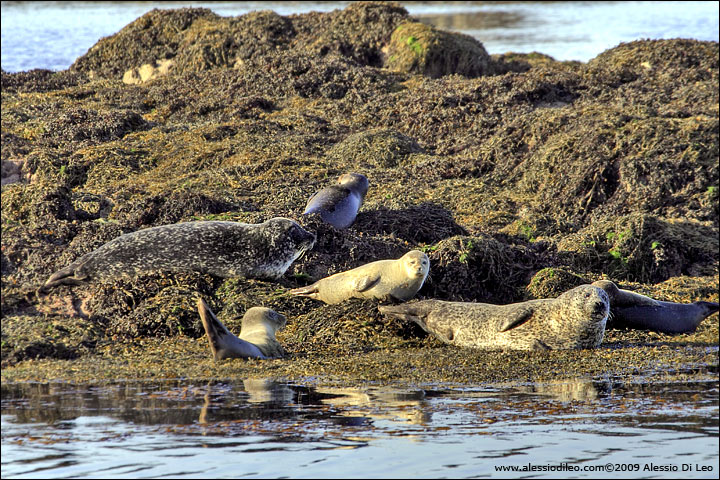 Foca comune [Phoca vitulina]