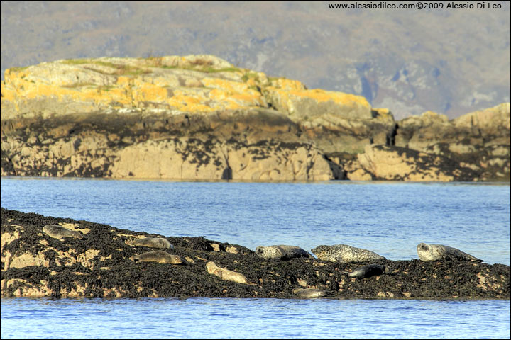 Foca comune [Phoca vitulina]
