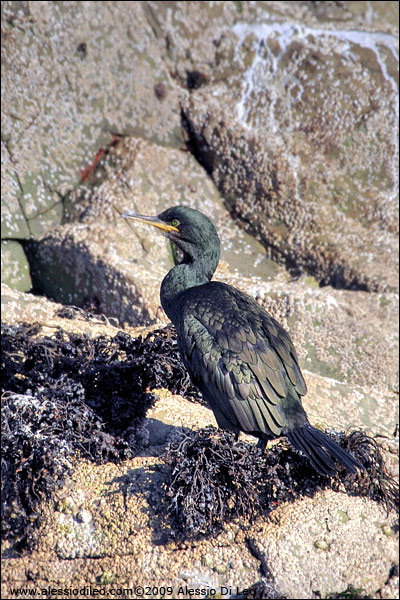 Marangone dal ciuffo [Phalacrocorax aristotelis]