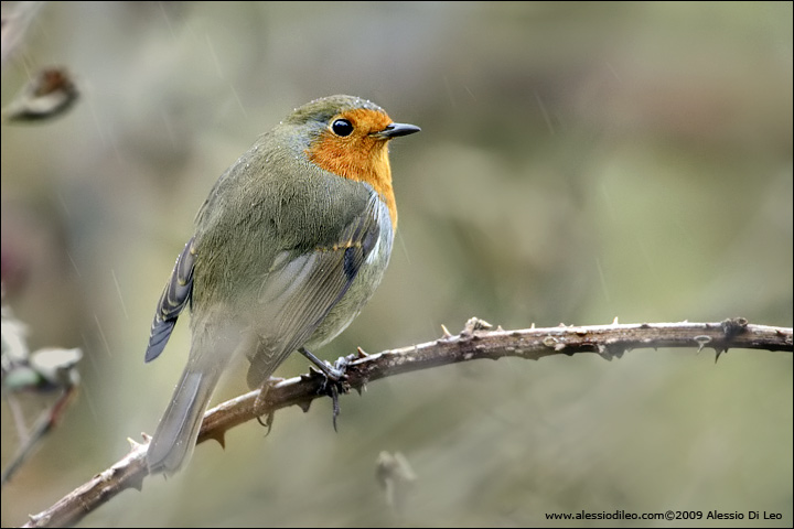 Pettirosso [Erithacus rubecula] - Scozia