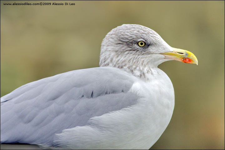 Gabbiano reale nordico [Larus argentatus]