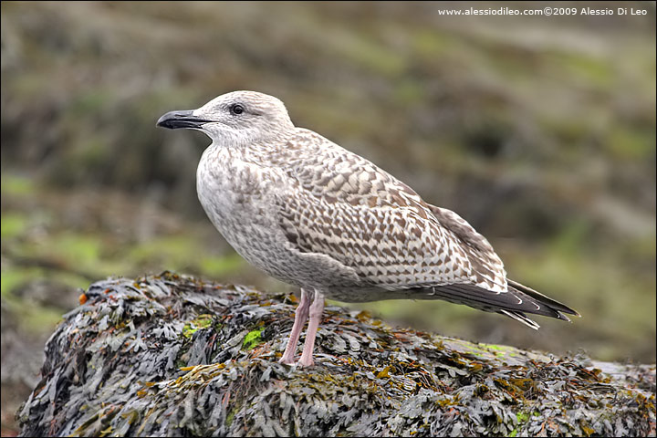 Mugnaiaccio [Larus marinus]