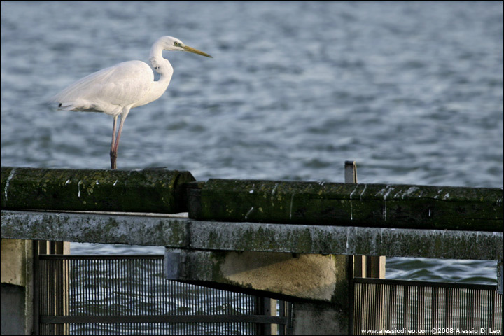 Airone bianco maggiore [Casmerodius alba] - Comacchio