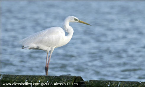Airone bianco maggiore [Casmerodius alba]