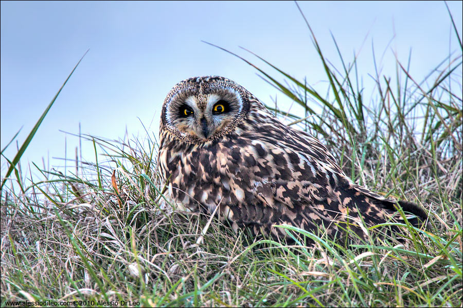 Gufo di palude [Asio flammeus]