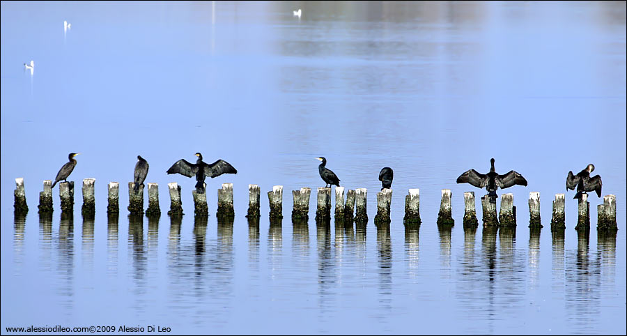 Cormorani [Phalacrocorax carbo]