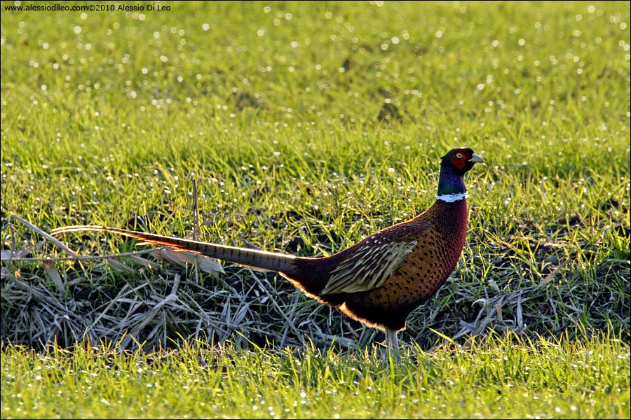Maschio di fagiano comune [Phasianus colchicus]