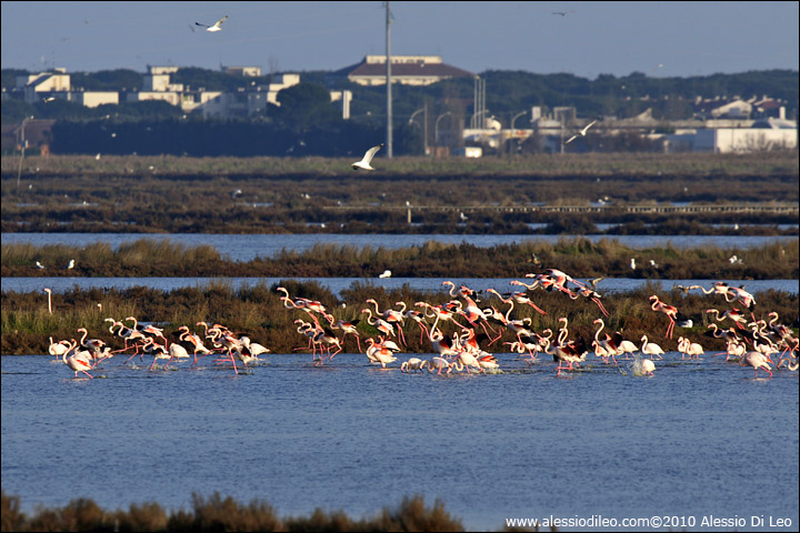 Fenicotteri rosa [Phoenicopterus roseus] - Comacchio