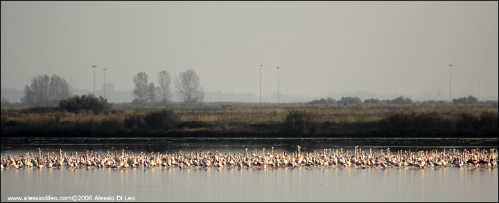 Fenicotteri rosa [Phoenicopterus roseus] - Comacchio